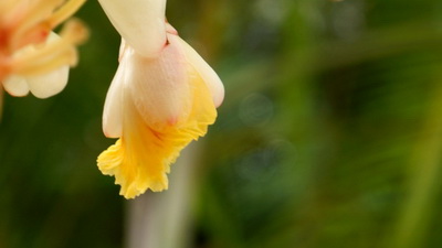 专家支招白癜风的辅助治疗