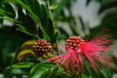 浅析儿童白斑病的一些食疗方法