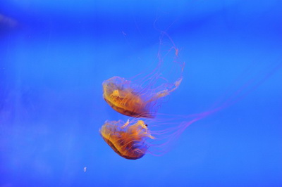 治疗寻常型白斑病