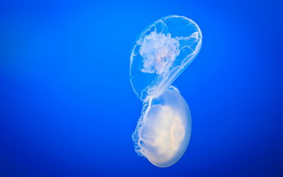 白驳风的分类和针灸疗法