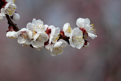 北京治疗白癜风要花多少钱