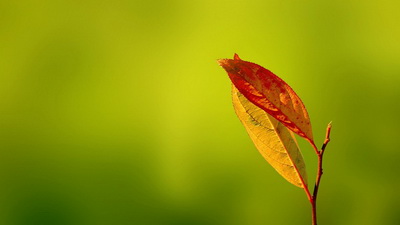 胡萝卜治疗白斑病的有效果吗