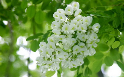 山药治疗老年人白癜风效果怎么样