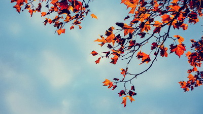 散发型白癜风吃苹果可以吗